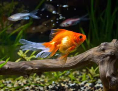 انواع گلدفیش